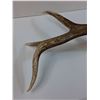 Image 5 : Elk Antler Shed - 41" x 16"  -  PICK UP