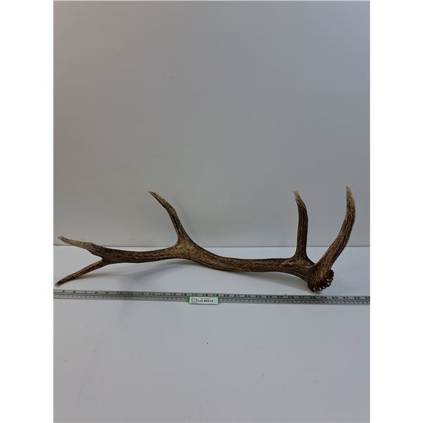 Elk Antler Shed - 26" x 11"  -  PICK UP