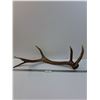 Image 1 : Elk Antler Shed - 26" x 11"  -  PICK UP