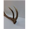 Image 2 : Elk Antler Shed - 26" x 11"  -  PICK UP