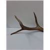 Image 3 : Elk Antler Shed - 26" x 11"  -  PICK UP
