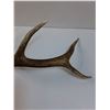 Image 4 : Elk Antler Shed - 26" x 11"  -  PICK UP