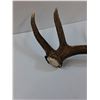 Image 5 : Elk Antler Shed - 26" x 11"  -  PICK UP