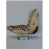 Image 1 : Carved Jawbone Art - 11" x 9"