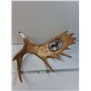 Image 1 : # Carved Art Moose Antler - 27" x 21" x 8"
