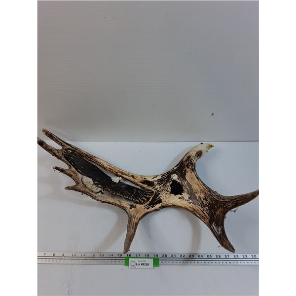 # Carved Art Moose Antler - 27" x 10" x 17"