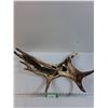Image 1 : # Carved Art Moose Antler - 27" x 10" x 17"