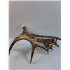 Image 4 : # Carved Art Moose Antler - 27" x 10" x 17"