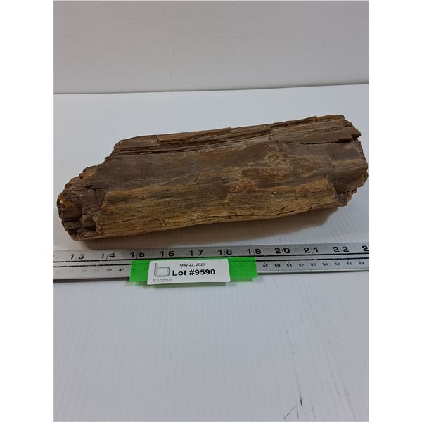 Petrified Wood - Consigner States 50-500 Million Years Old - 11" x 5" x 2.5"