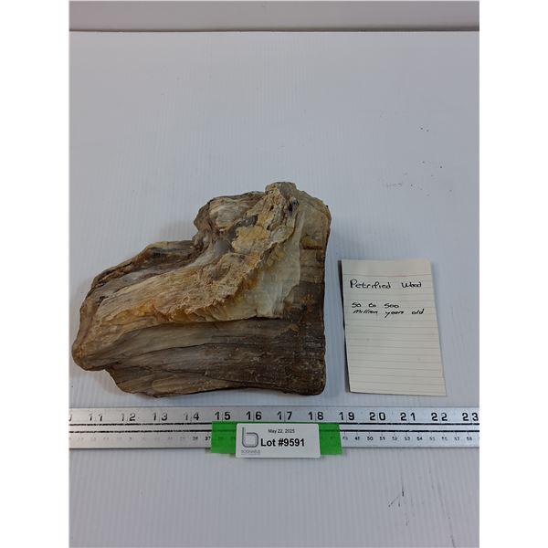 Petrified Wood - Consigner States 50-500 Million Years Old - 8" x 7" x 4"