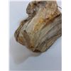 Image 2 : Petrified Wood - Consigner States 50-500 Million Years Old - 8" x 7" x 4"