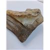 Image 3 : Petrified Wood - Consigner States 50-500 Million Years Old - 8" x 7" x 4"