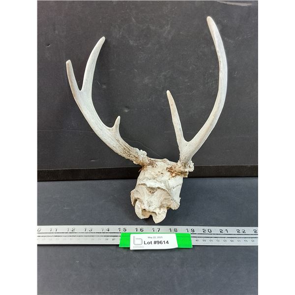 Deer Antler Skull - 11" x 9"