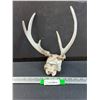 Image 1 : Deer Antler Skull - 11" x 9"