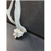 Image 3 : Deer Antler Skull - 11" x 9"