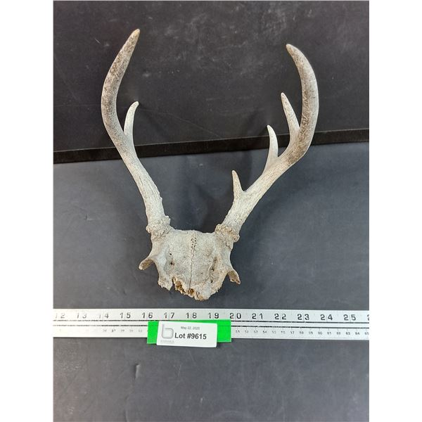 Deer Antler Skull - 10" x 11"