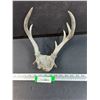 Image 1 : Deer Antler Skull - 10" x 11"