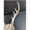Image 2 : Deer Antler Skull - 10" x 11"