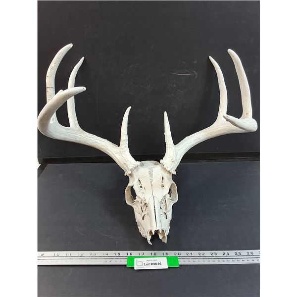 Deer Antler Skull - 19" x 15" x 15"