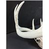 Image 2 : Deer Antler Skull - 19" x 15" x 15"