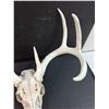 Image 3 : Deer Antler Skull - 19" x 15" x 15"