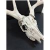 Image 4 : Deer Antler Skull - 19" x 15" x 15"