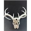 Image 5 : Deer Antler Skull - 19" x 15" x 15"
