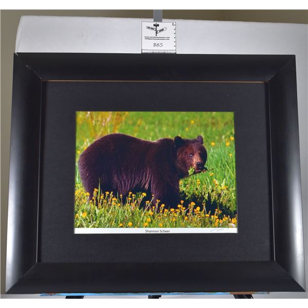 Grizzly Among Dandelions
