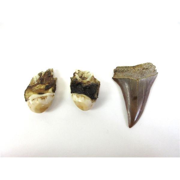 Pair Of Elk Ivories- 2" Shark Tooth