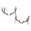 Image 1 : 2 Mule Deer Skull Racks- 24"- 22.5"