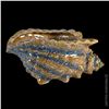 Image 2 : STUNNING TIKI FARM MASSIVE SHELL BOWL IN ORIG. BOX.