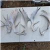 Image 2 : Box of antler sheds and foul deer sheds