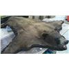 Image 3 : Bear Skin Rug w/ Tag
