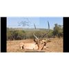 Image 4 : AFRICA MAXIMUM SAFARIS donates 8 days, 2 hunters / 2 non. Wildebeest, Impala, Blesbuck. Val. $17,158