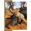 Image 6 : Limcroma Safaris 10-day safari for 2 hunters in the Limpopo Province of South Africa, Val. $14,500
