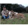 Image 10 : Texas Trophy Exotic Hunt for 2- 5 Hunters donated by L& L Adventures Value $7,500