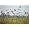 Image 1 : Paco Riestra / Four Day Dove Hunt for four Hunters in Argentina. Value is $2,400 per hunter