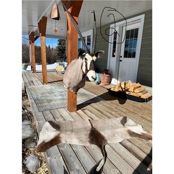 African Gemsbok Head mount and Hide