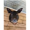 Image 1 : Black Wild boar Head mount