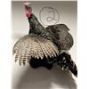 Image 1 : Wild Gobbler turkey