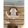 Image 1 : African Warthog Skull mount 10" Tusk