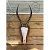 Image 1 : African Blesbok 14" Horns