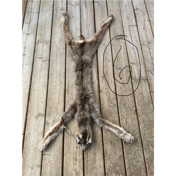 Tubed out Lynx