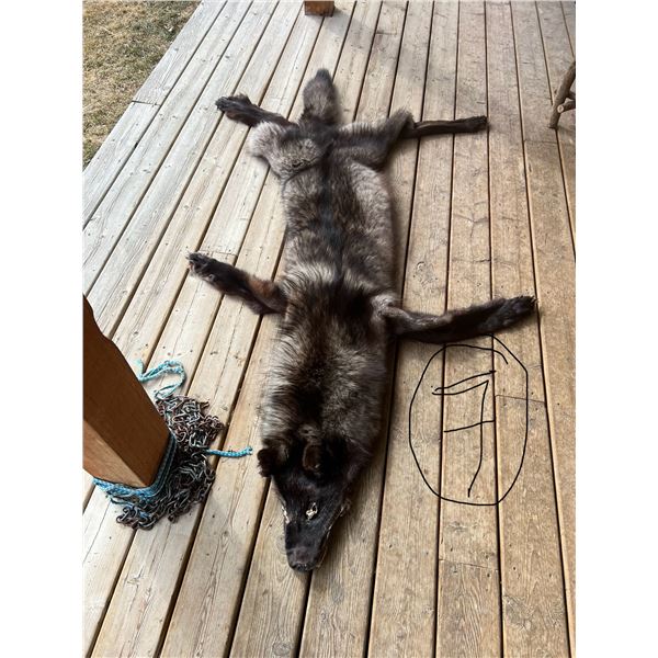 Tubed out Black and silver Wolf