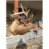 Image 1 : Bull Elk Shoulder Mount 6X6