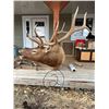 Image 1 : Bull Elk Shoulder Mount 6X6