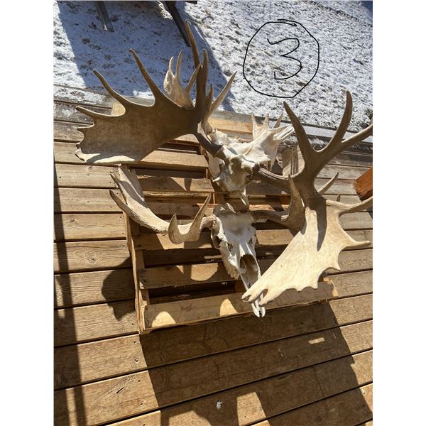 3 Cdn Moose Bull Skull Mounts