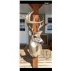 Image 1 : Non Typical Whitetail Deer 9 X 11 Shoulder mount