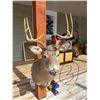 Image 1 : Typical White Tail buck 5X5 Shoulder Mount