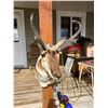 Image 1 : Pronghorn Antelope Shoulder mount